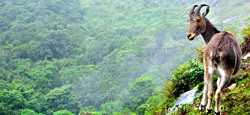 Ooty - Munnar - Alleppey Tour Package from Coimbatore